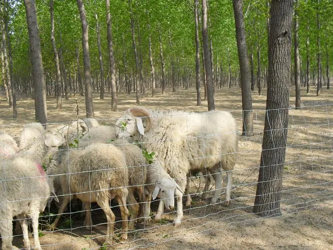 Sheep And Goat Field Fence