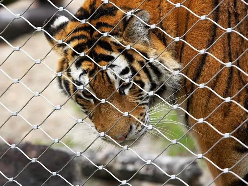 Stainless Steel Rope Mesh for Zoo Animal Enclosure Fencing